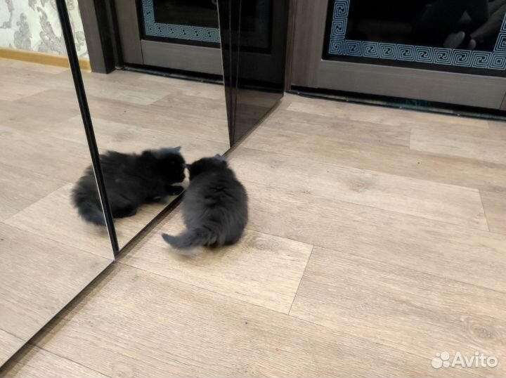 Котята