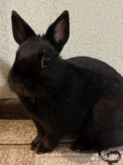 Карликовый кролик с клеткой