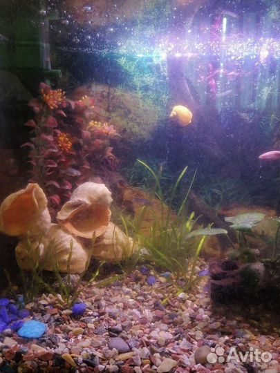 Аквариум