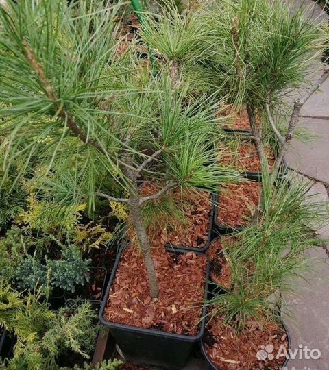 Кедр привитый Сибирский закрытая корневая