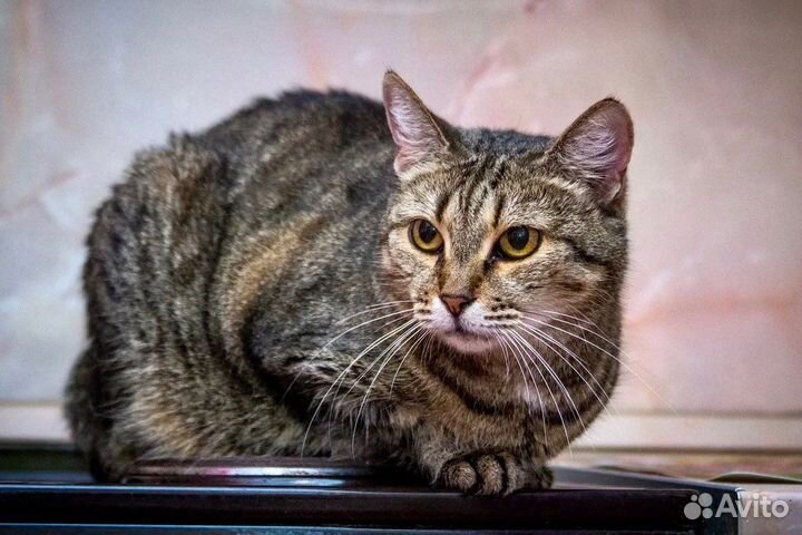 Чудесная кошка Алиса ищет хозяев, в дар