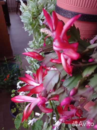 Декабрист- шлюмбергера