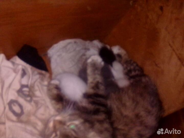 Котята в добрые руки