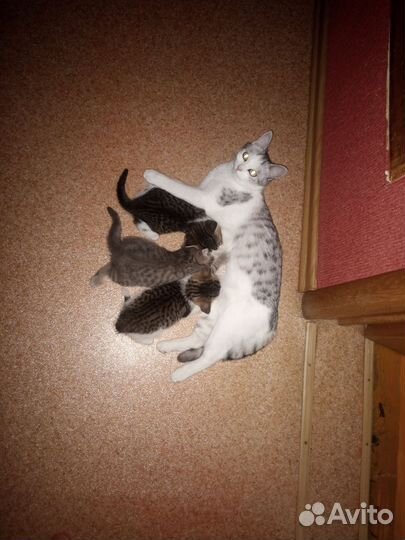 Котятки окраса вискас