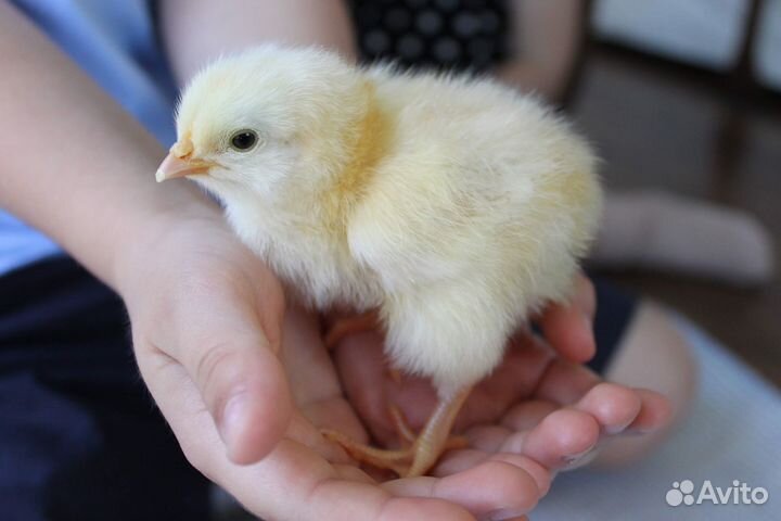 Продам суточных и подрощенных цыплят