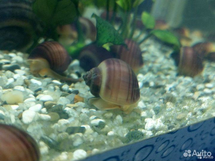 Улитки аквариумные Ампулярия