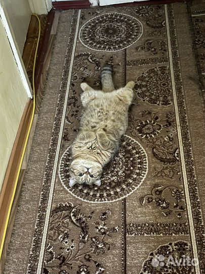 Золотая шиншилла вязка