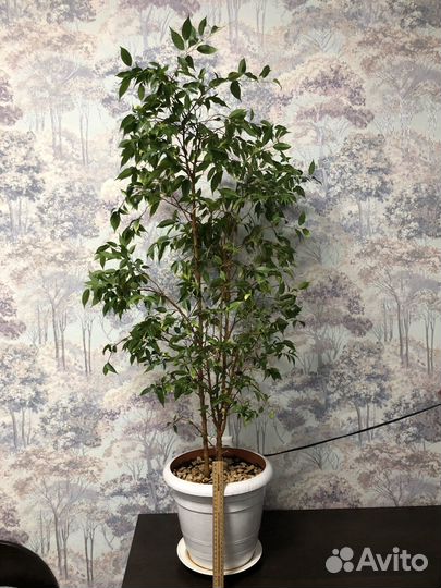 Фикус бенджамина 1 метр