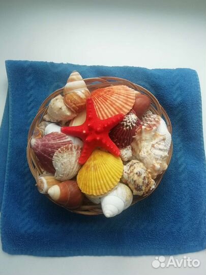Набор ракушек