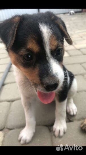 В добрые руки никому не нужные щенки