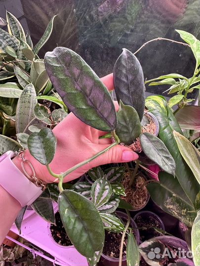 Хойя, hoya 1 часть