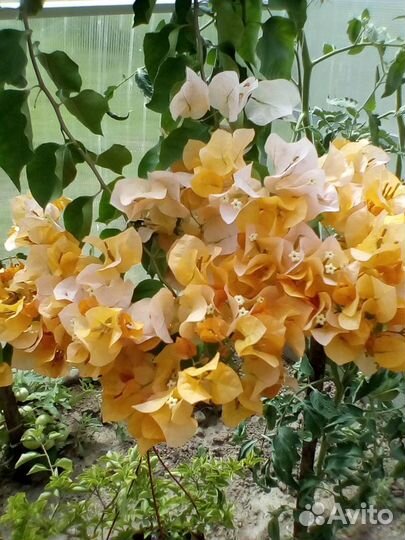 Бугенвиллии 35 сортов