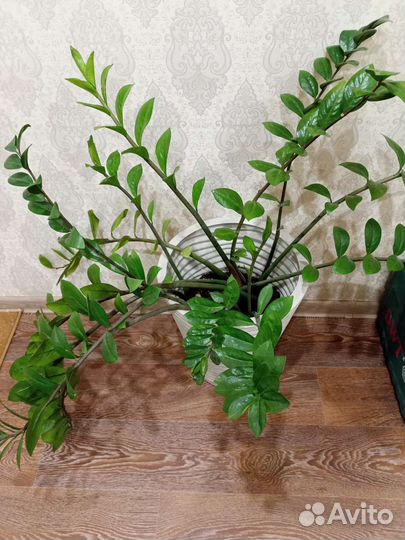 Замиокулькас с кашпо