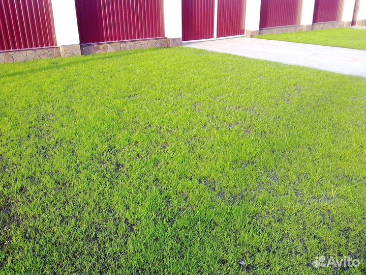Посев травы на участке. Посевной газон