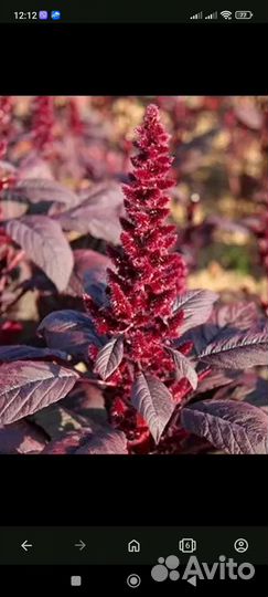 Семена амаранта