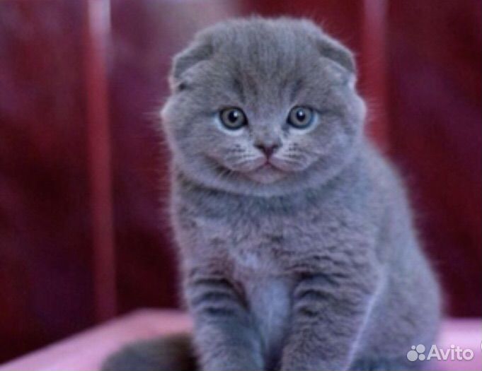 Шотландские котята