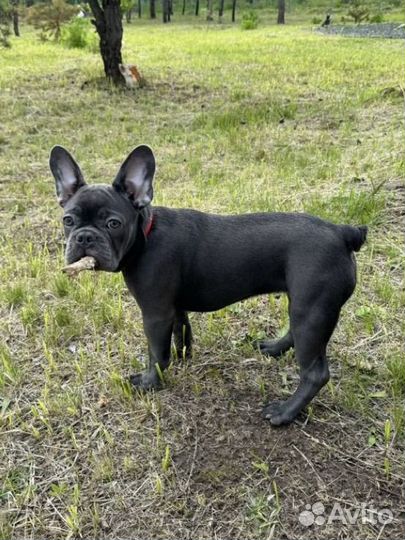 Французский бульдог щенок голубой изабелла