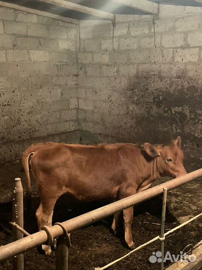 Бычок и телка