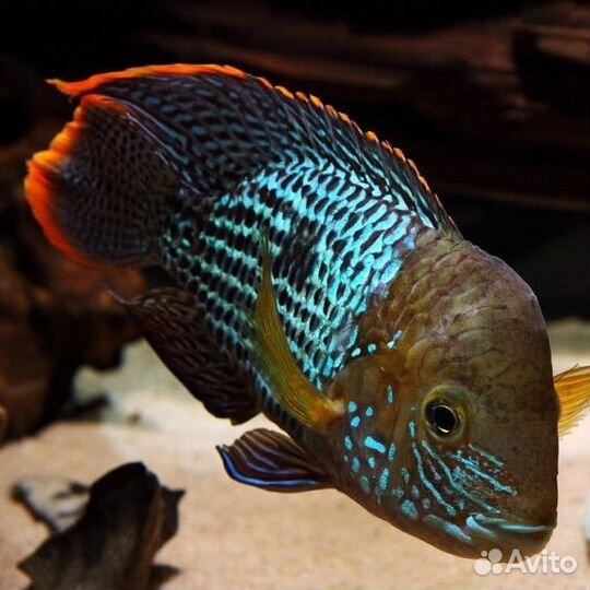 Акара бирюзовая 2 шт