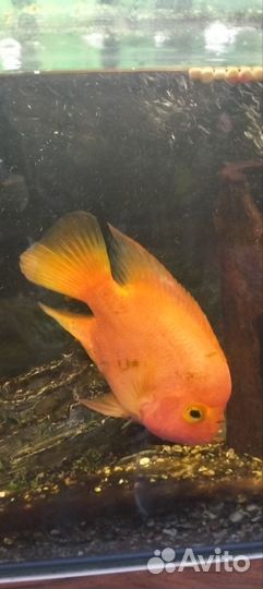 Рыба Попугай