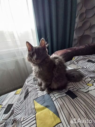 Котик 4 месяца