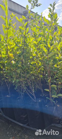 Кизильник блестящий