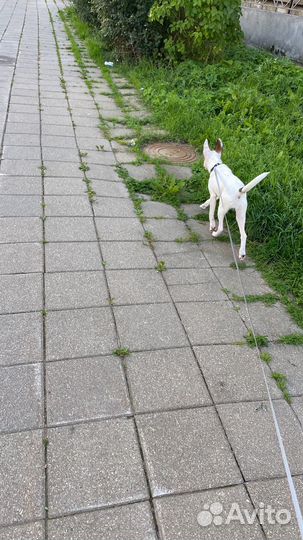 Отдам даром бесплатно в дар