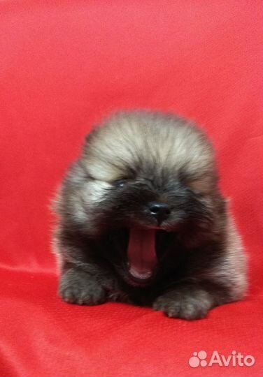 Щенки шпица мини