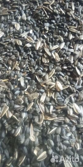 Семечка спк кормовая для животных