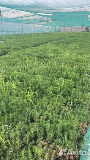 Сеянцы сосны зкс от производителя