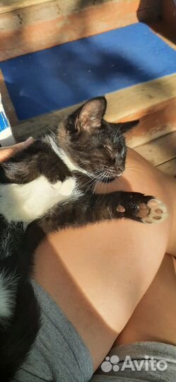 Отдам красивых и смышленных котят в добрые руки