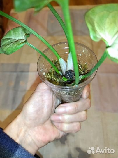 Сингониумы сортовые