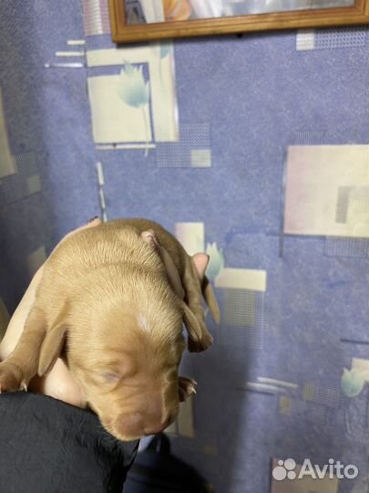 Щенки таксы