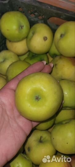 Яблоки домашние