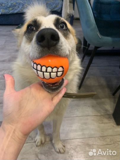 Бим ищет дом