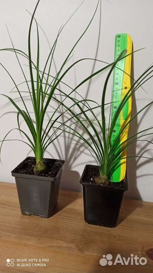 Нолина (Бокарнея)