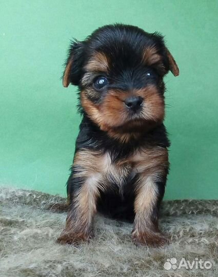 Йоркширский терьер