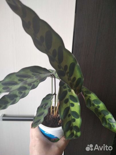 Калатея лансифолия