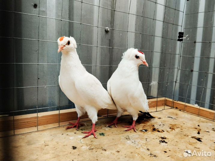 Голуби Чубатые чернохвостые