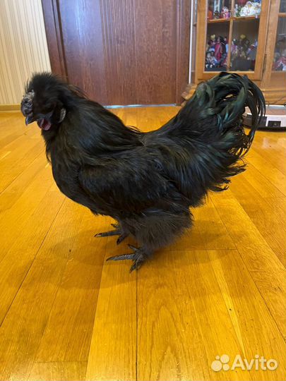 Молодые петухи китайские шелковые
