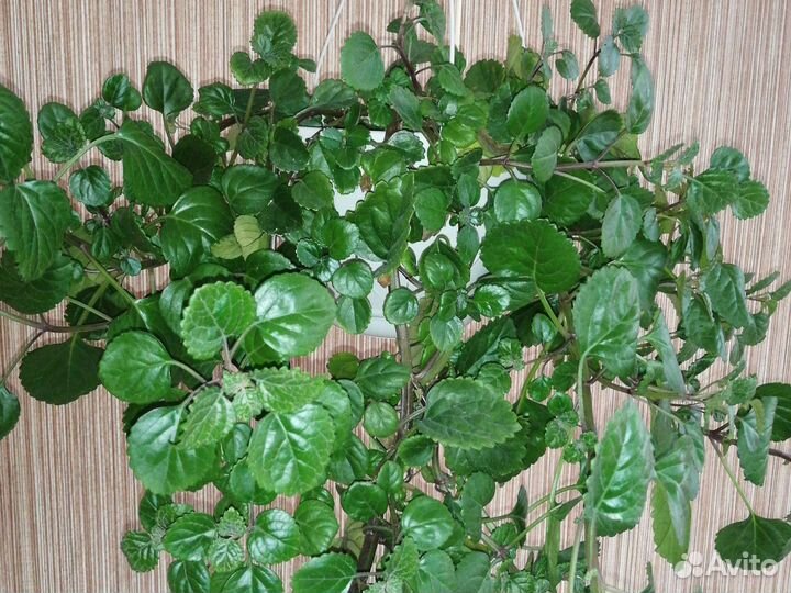 Плектрантус