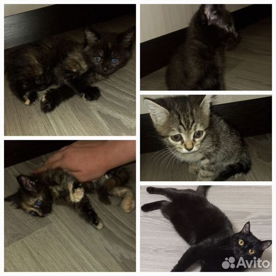 Кошки в добрые руки