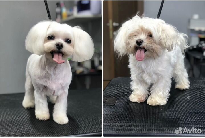 Стрижка собак бесплатно