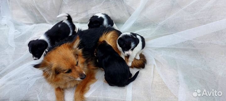 Отдам в хорошие руки щенков