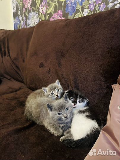 Продам британских котят