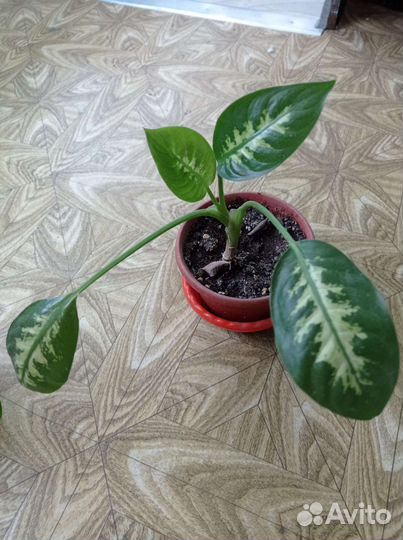 Диффенбахия