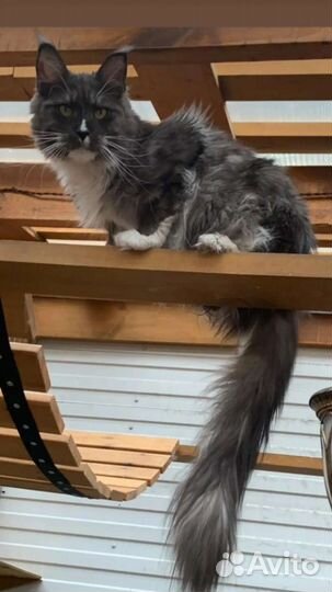 Коты взрослые мейн кун в добрые руки