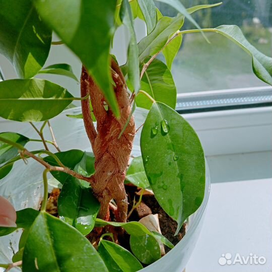 Фикус бенджамина