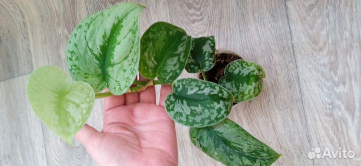 Эпипремнумы, сциндапсусы