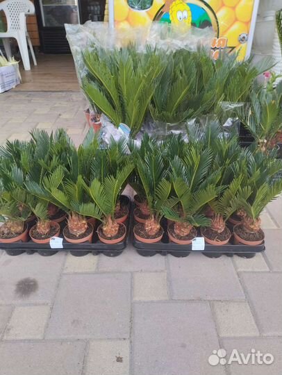 Пальма цикас